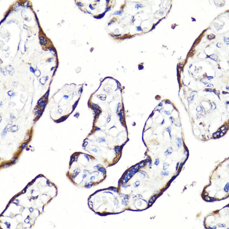 Immunohistochemistry - Anti-HBEGF / DTR Antibody (A88815) - Antibodies.com