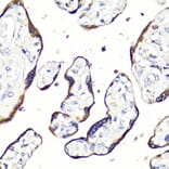 Immunohistochemistry - Anti-HBEGF / DTR Antibody (A88815) - Antibodies.com