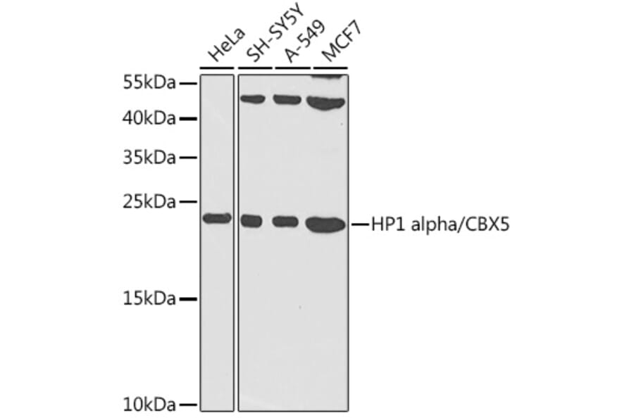 Western Blot - Anti-HP1 alpha Antibody (A88817) - Antibodies.com