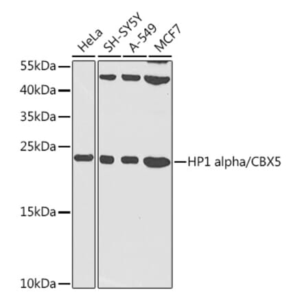 Western Blot - Anti-HP1 alpha Antibody (A88817) - Antibodies.com