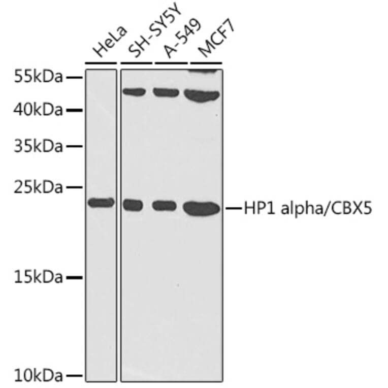 Western Blot - Anti-HP1 alpha Antibody (A88817) - Antibodies.com