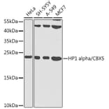 Western Blot - Anti-HP1 alpha Antibody (A88817) - Antibodies.com