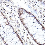 Immunohistochemistry - Anti-Proteasome subunit beta type 2/PSMB2 Antibody (A88820) - Antibodies.com