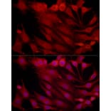 Immunofluorescence - Anti-Proteasome subunit beta type 2/PSMB2 Antibody (A88820) - Antibodies.com