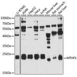 Western Blot - Anti-MTHFS Antibody (A12770) - Antibodies.com