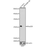 Western Blot - Anti-RhoGDI Antibody (A88822) - Antibodies.com