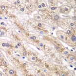 Immunohistochemistry - Anti-RALB Antibody (A88824) - Antibodies.com