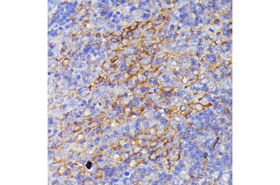 Immunohistochemistry - Anti-SNAP23 Antibody (A88826) - Antibodies.com