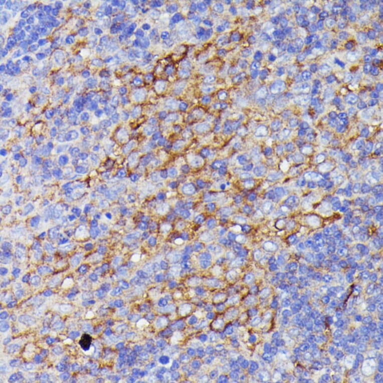 Immunohistochemistry - Anti-SNAP23 Antibody (A88826) - Antibodies.com