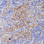 Immunohistochemistry - Anti-SNAP23 Antibody (A88826) - Antibodies.com