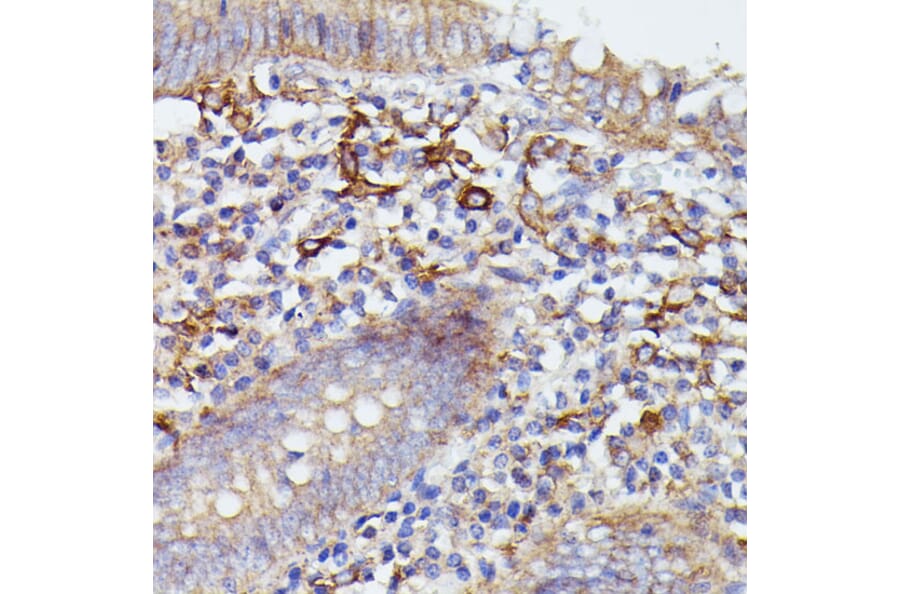 Immunohistochemistry - Anti-SNAP23 Antibody (A88826) - Antibodies.com