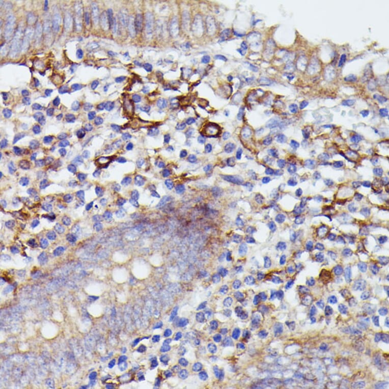 Immunohistochemistry - Anti-SNAP23 Antibody (A88826) - Antibodies.com