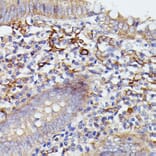 Immunohistochemistry - Anti-SNAP23 Antibody (A88826) - Antibodies.com