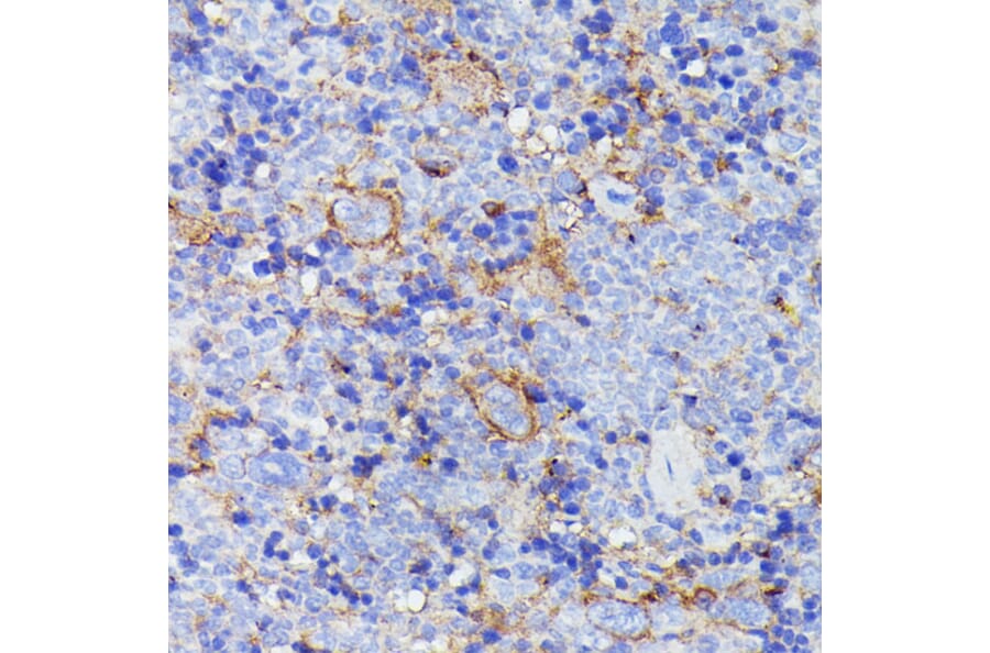 Immunohistochemistry - Anti-SNAP23 Antibody (A88826) - Antibodies.com