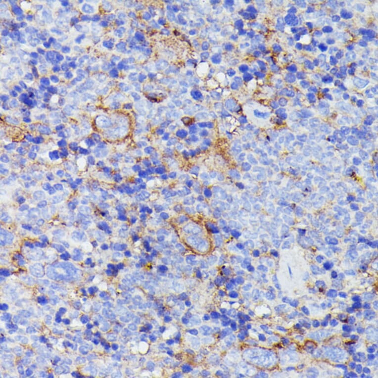 Immunohistochemistry - Anti-SNAP23 Antibody (A88826) - Antibodies.com
