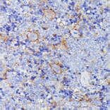 Immunohistochemistry - Anti-SNAP23 Antibody (A88826) - Antibodies.com