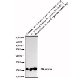 Western Blot - Anti-Interferon gamma Antibody (A88828) - Antibodies.com