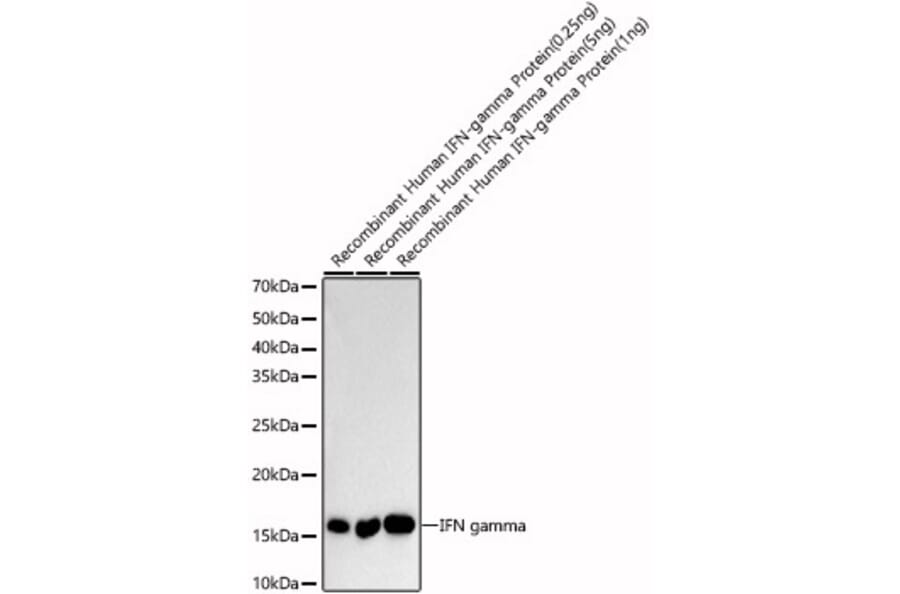 Western Blot - Anti-Interferon gamma Antibody (A88828) - Antibodies.com