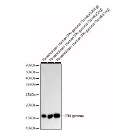 Western Blot - Anti-Interferon gamma Antibody (A88828) - Antibodies.com