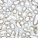 Immunohistochemistry - Anti-VEGFB Antibody (A88829) - Antibodies.com