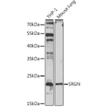 Western Blot - Anti-Serglycin Antibody (A88831) - Antibodies.com