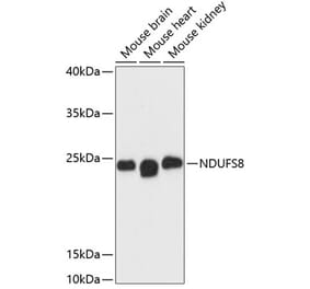 Western Blot - Anti-NDUFS8 Antibody (A88832) - Antibodies.com