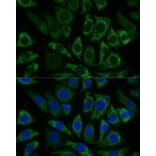 Immunofluorescence - Anti-NDUFS8 Antibody (A88832) - Antibodies.com