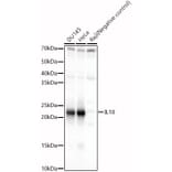 Western Blot - Anti-IL-18 Antibody (A88834) - Antibodies.com