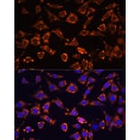 Immunofluorescence - Anti-IL-18 Antibody (A88834) - Antibodies.com
