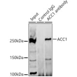 Western Blot - Anti-Acetyl Coenzyme A carboxylase alpha Antibody (A88835) - Antibodies.com