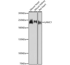 Western Blot - Anti-Laminin gamma 1 Antibody (A88836) - Antibodies.com