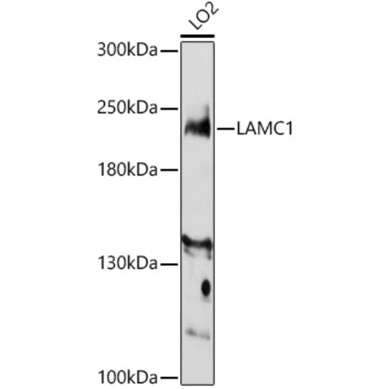 Western Blot - Anti-Laminin gamma 1 Antibody (A88836) - Antibodies.com
