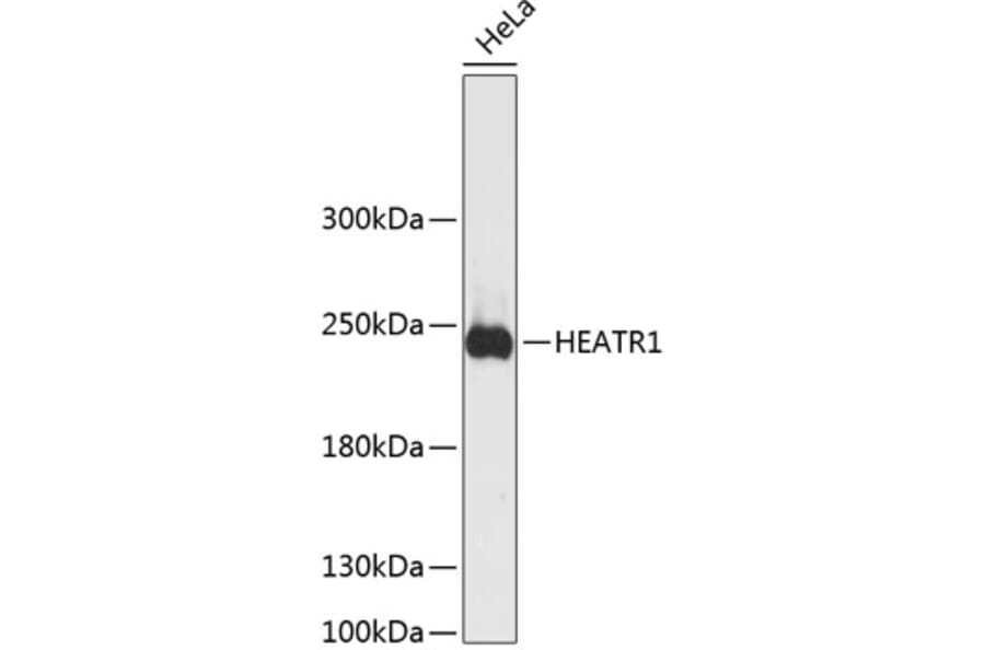Western Blot - Anti-HEATR1 Antibody (A88837) - Antibodies.com
