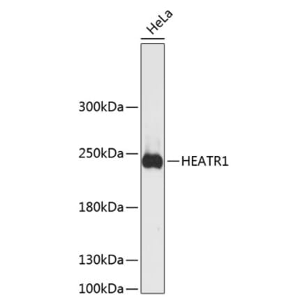 Western Blot - Anti-HEATR1 Antibody (A88837) - Antibodies.com
