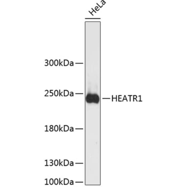 Western Blot - Anti-HEATR1 Antibody (A88837) - Antibodies.com