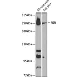 Western Blot - Anti-Ninein / NIN Antibody (A88839) - Antibodies.com