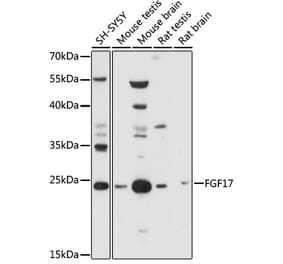 Western Blot - Anti-FGF17 Antibody (A88840) - Antibodies.com