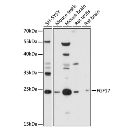 Western Blot - Anti-FGF17 Antibody (A88840) - Antibodies.com