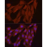 Immunofluorescence - Anti-FGF17 Antibody (A88840) - Antibodies.com