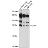 Western Blot - Anti-GDNF Antibody (A88843) - Antibodies.com