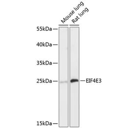 Western Blot - Anti-EIF4E3 Antibody (A88845) - Antibodies.com