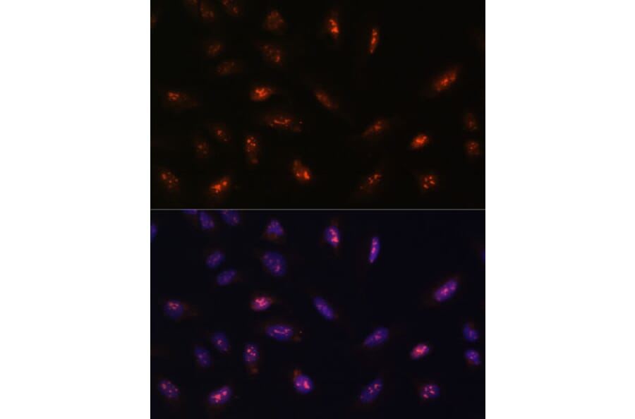 Immunofluorescence - Anti-LLPH Antibody (A88846) - Antibodies.com