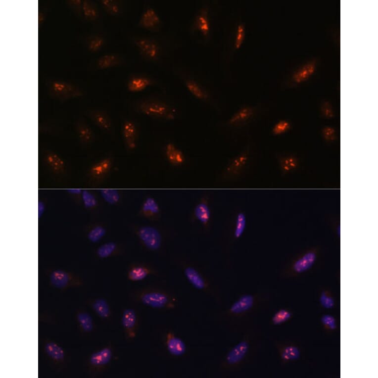 Immunofluorescence - Anti-LLPH Antibody (A88846) - Antibodies.com