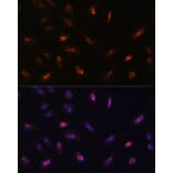 Immunofluorescence - Anti-LLPH Antibody (A88846) - Antibodies.com