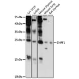 Western Blot - Anti-ZNRF1 Antibody (A88850) - Antibodies.com