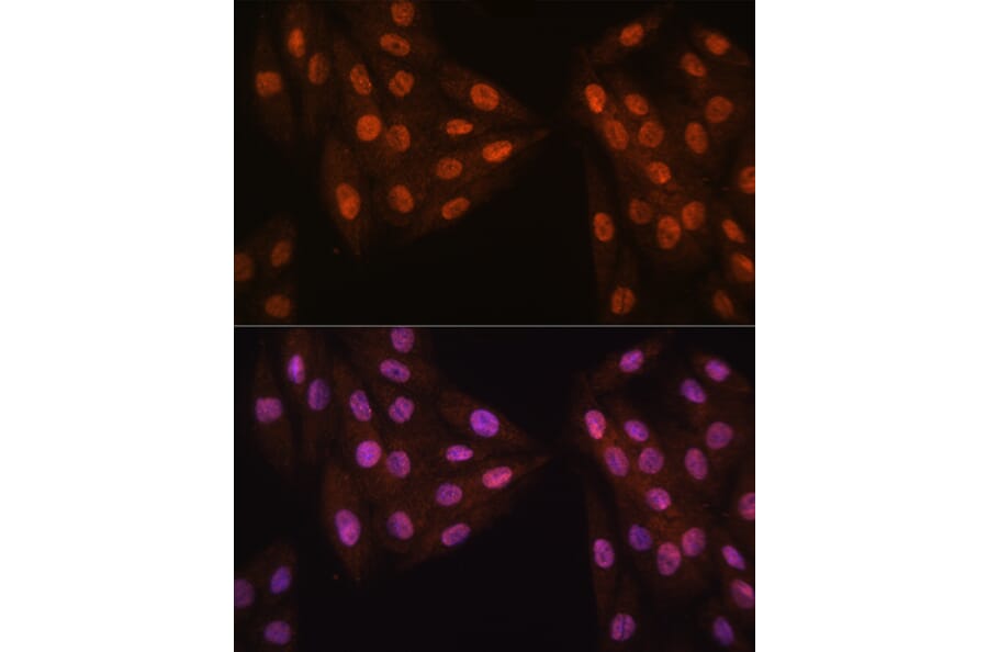 Immunofluorescence - Anti-Mad2L2/REV7 Antibody (A88857) - Antibodies.com