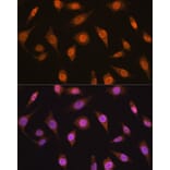 Immunofluorescence - Anti-Mad2L2/REV7 Antibody (A88857) - Antibodies.com