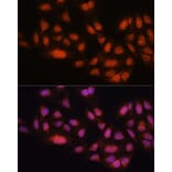 Immunofluorescence - Anti-Mad2L2/REV7 Antibody (A88857) - Antibodies.com