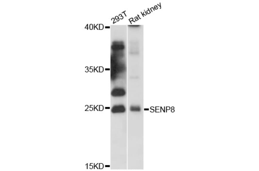 Western Blot - Anti-SENP8 Antibody (A12753) - Antibodies.com