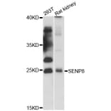 Western Blot - Anti-SENP8 Antibody (A12753) - Antibodies.com